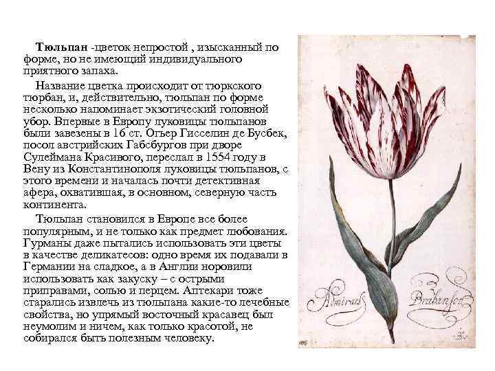 Тюльпан -цветок непростой , изысканный по форме, но не имеющий индивидуального приятного запаха. Название