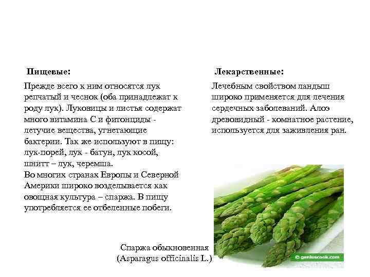 Пищевые: Лекарственные: Прежде всего к ним относятся лук репчатый и чеснок (оба принадлежат к