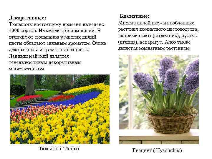 Декоративные: Тюльпаны настоящему времени выведено 4000 сортов. Не менее красивы лилии. В отличие от