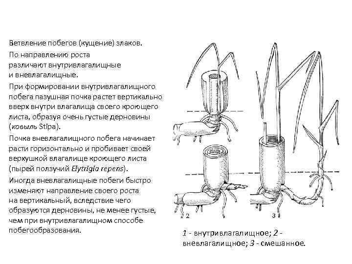 Ветвление побегов (кущение) злаков. По направлению роста различают внутривлагалищные и вневлагалищные. При формировании внутривлагалищного