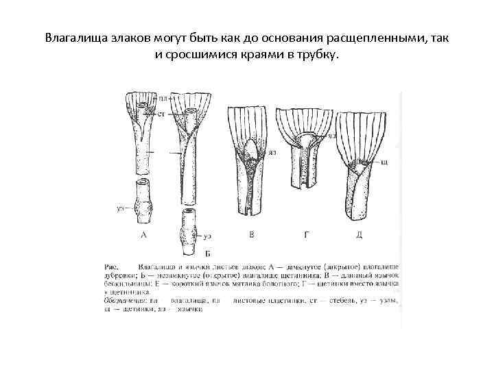 Влагалища злаков могут быть как до основания расщепленными, так и сросшимися краями в трубку.
