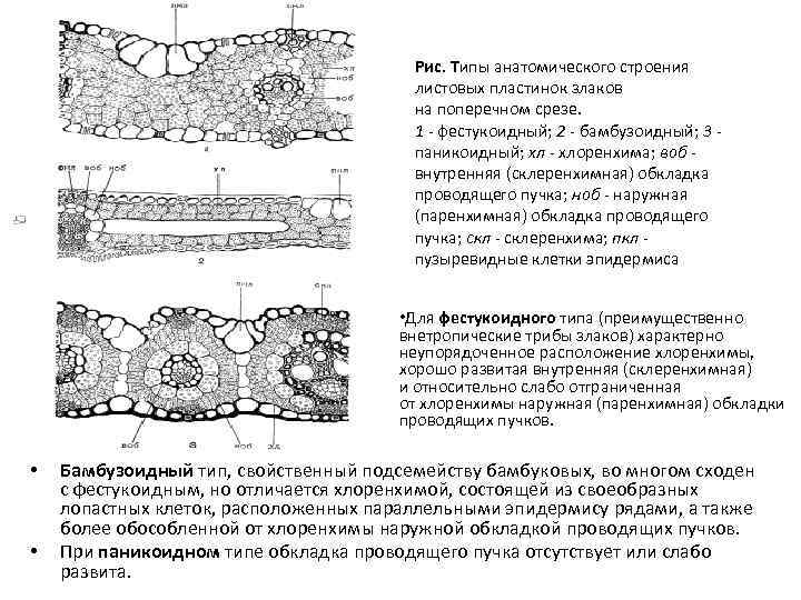 Срез первым порядком