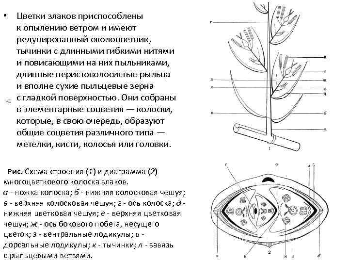  • Цветки злаков приспособлены к опылению ветром и имеют редуцированный околоцветник, тычинки с
