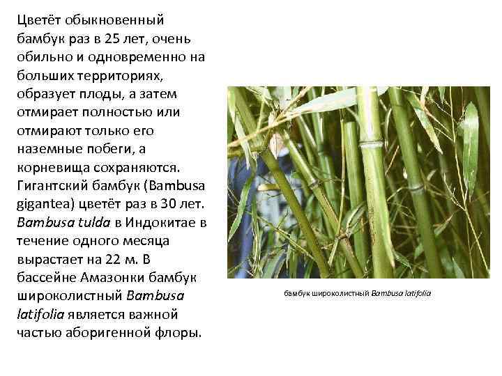 Цветёт обыкновенный бамбук раз в 25 лет, очень обильно и одновременно на больших территориях,