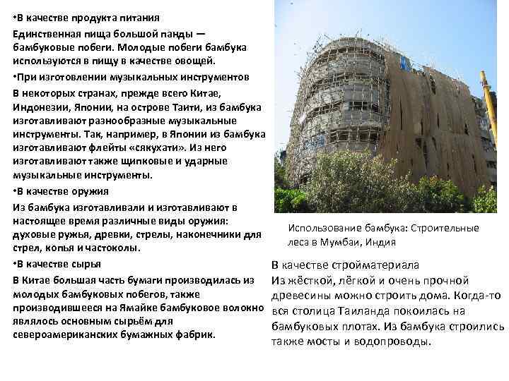  • В качестве продукта питания Единственная пища большой панды — бамбуковые побеги. Молодые