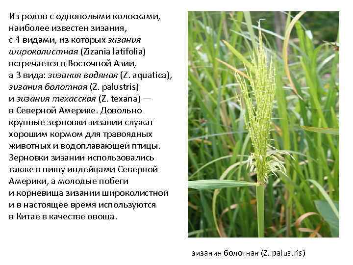 Из родов с однополыми колосками, наиболее известен зизания, с 4 видами, из которых зизания