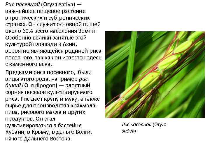 Рис посевной (Oryza sativa) — важнейшее пищевое растение в тропических и субтропических странах. Он