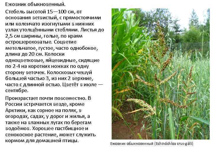 Ежовник обыкновенный. Стебель высотой 15— 100 см, от основания ветвистый, с прямостоячими или коленчато