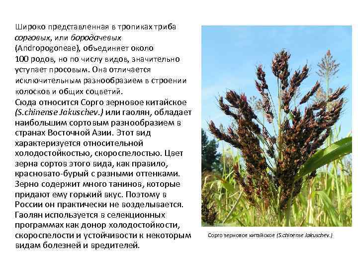 Широко представленная в тропиках триба сорговых, или бородачевых (Andropogoneae), объединяет около 100 родов, но