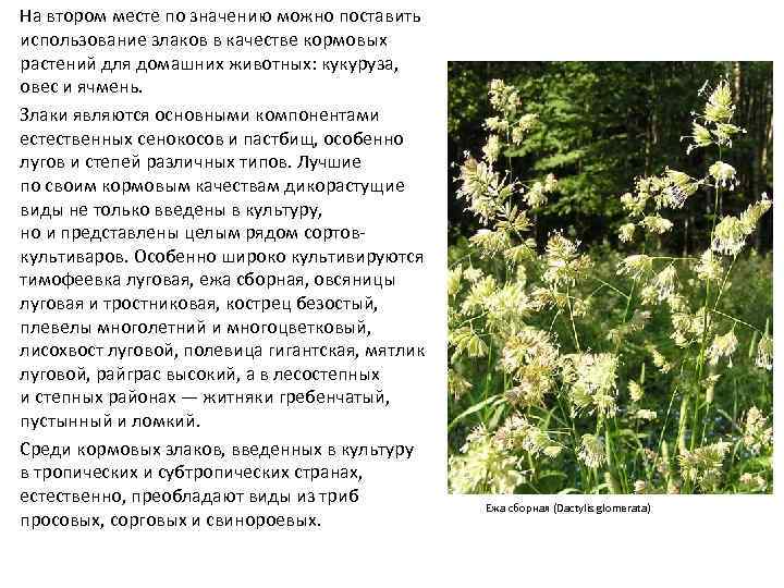 На втором месте по значению можно поставить использование злаков в качестве кормовых растений для