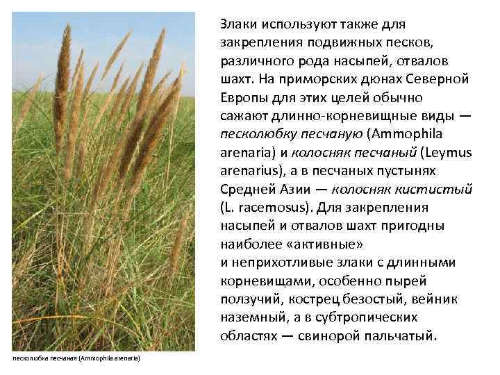 Злаки используют также для закрепления подвижных песков, различного рода насыпей, отвалов шахт. На приморских