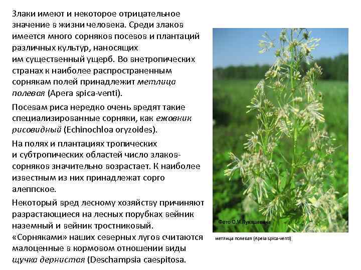 Злаки имеют и некоторое отрицательное значение в жизни человека. Среди злаков имеется много сорняков