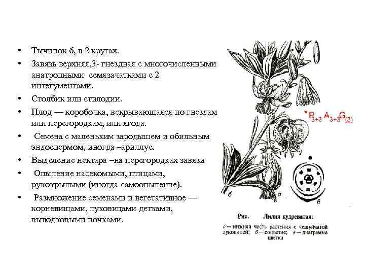  • • Тычинок 6, в 2 кругах. Завязь верхняя, 3 - гнездная с