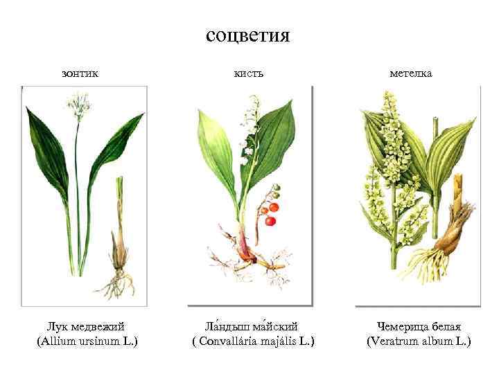 соцветия зонтик Лук медвежий (Аllium ursinum L. ) кисть Ла ндыш ма йский (