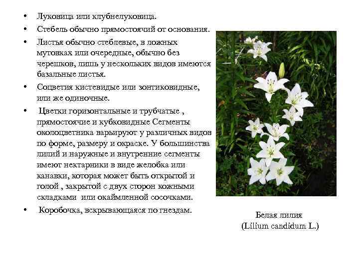  • • • Луковица или клубнелуковица. Стебель обычно прямостоячий от основания. Листья обычно