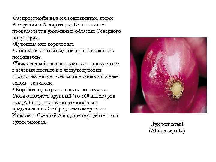  • Распространён на всех континентах, кроме Австралии и Антарктиды, большинство произрастает в умеренных