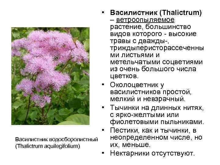  • Василистник (Thalictrum) – ветроопыляемое растение, большинство видов которого - высокие травы с