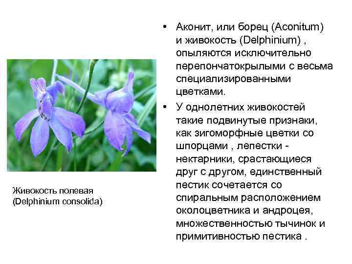 Живокость полевая (Delphinium consolida) • Аконит, или борец (Aconitum) и живокость (Delphinium) , опыляются