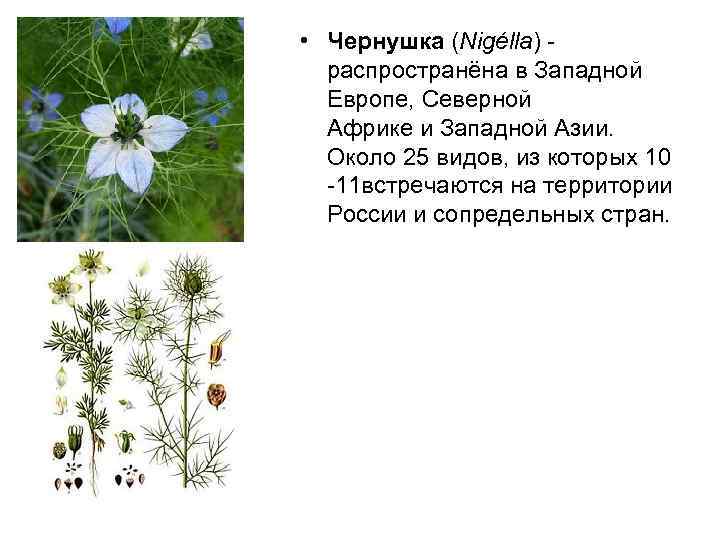  • Чернушка (Nigélla) - распространёна в Западной Европе, Северной Африке и Западной Азии.