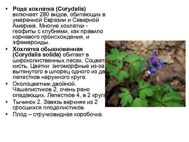  • Рода хохлатка (Corydalis) включает 280 видов, обитающих в умеренной Евразии и Северной