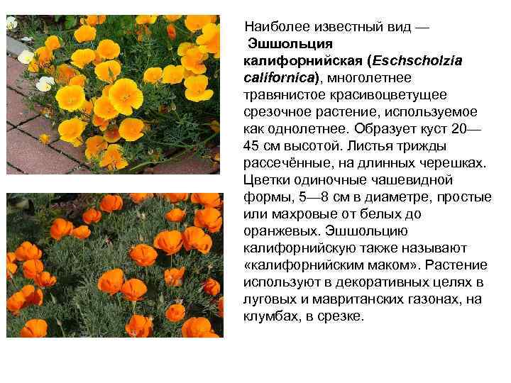  Наиболее известный вид — Эшшольция калифорнийская (Eschscholzia californica), многолетнее травянистое красивоцветущее срезочное растение,