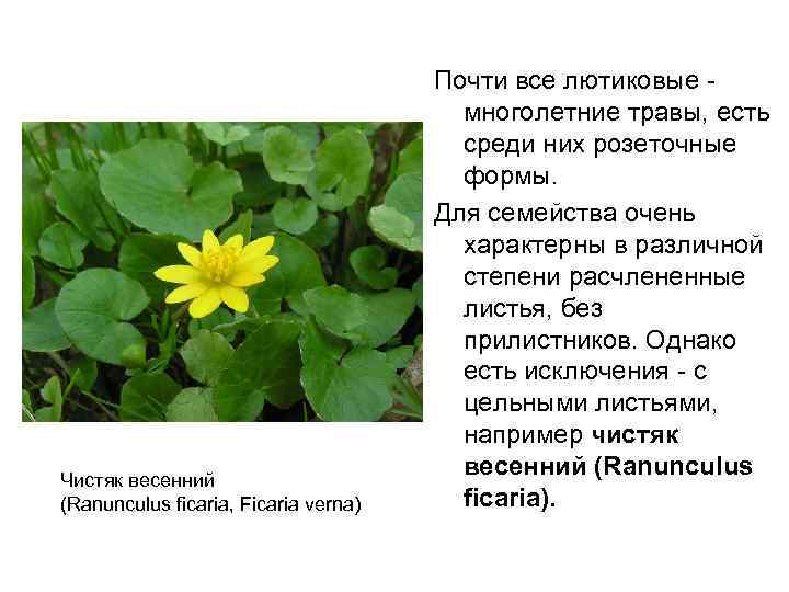 Цветок чистяк весенний фото и описание