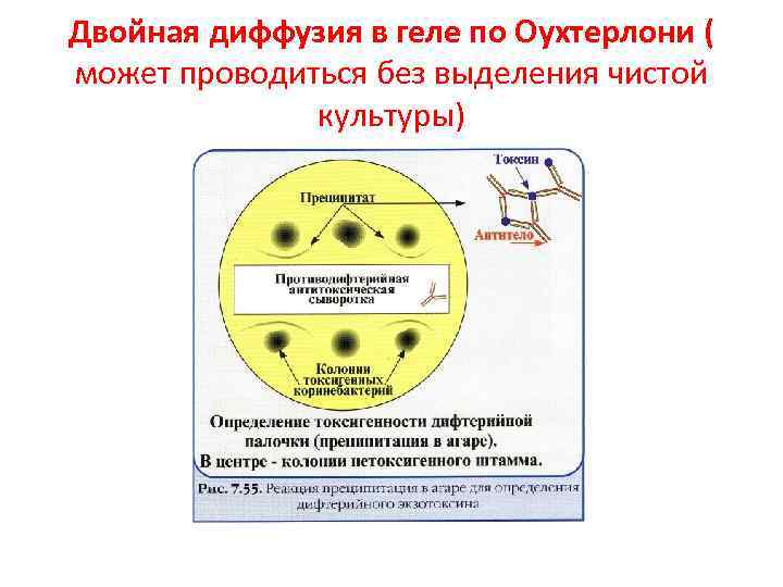 Двойная диффузия в геле по Оухтерлони ( может проводиться без выделения чистой культуры) 