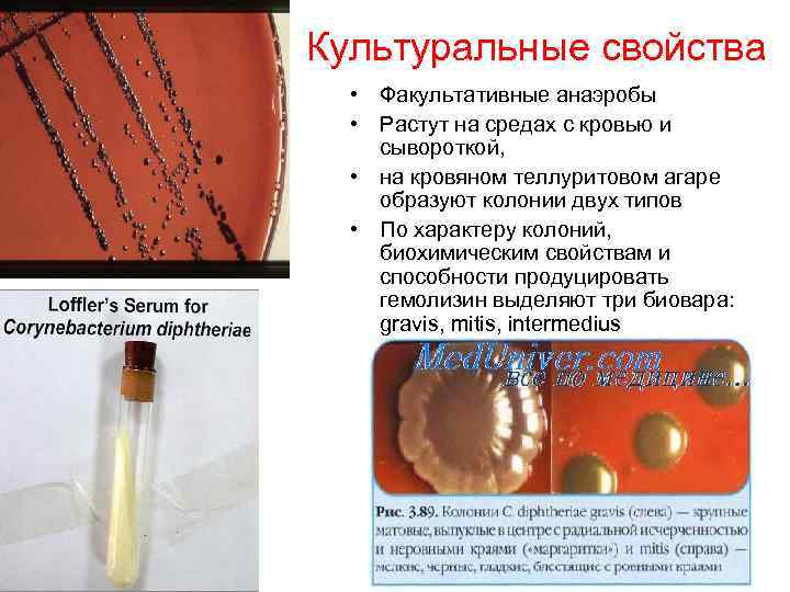 Культуральные свойства • Факультативные анаэробы • Растут на средах с кровью и сывороткой, •