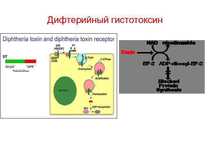 Дифтерийный гистотоксин 