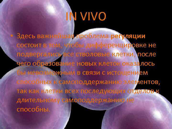 IN VIVO • Здесь важнейшая проблема регуляции состоит в том, чтобы дифференцировке нe подвергались