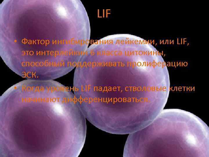 LIF • Фактор ингибирования лейкемии, или LIF, это интерлейкин 6 класса цитокины, способный поддерживать