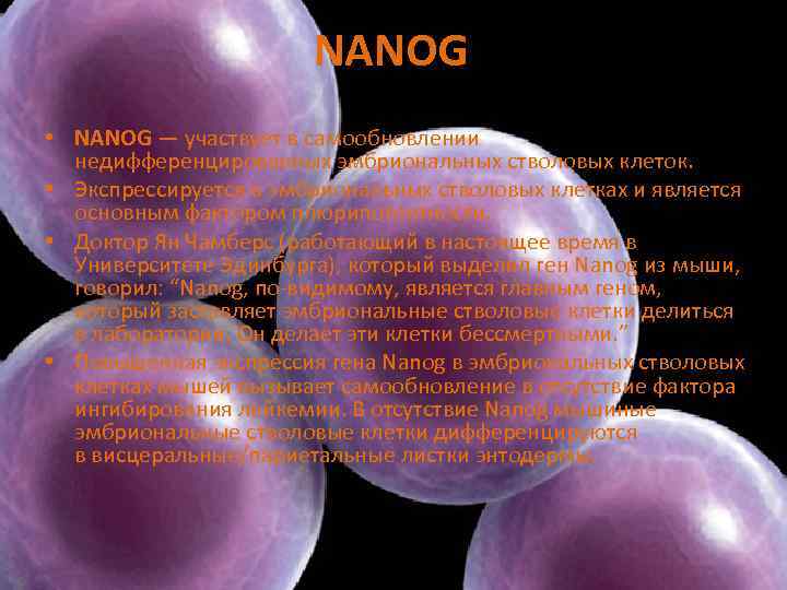 NANOG • NANOG — участвует в самообновлении недифференцированных эмбриональных стволовых клеток. • Экспрессируется в