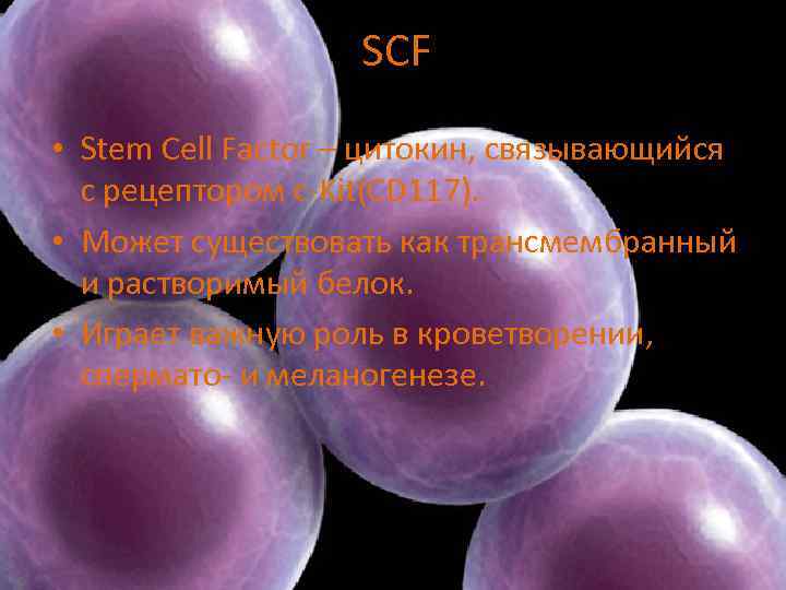 SCF • Stem Cell Factor – цитокин, связывающийся с рецептором c-Kit(CD 117). • Может