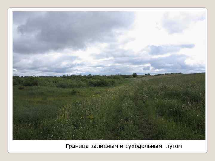 Граница заливным и суходольным лугом 