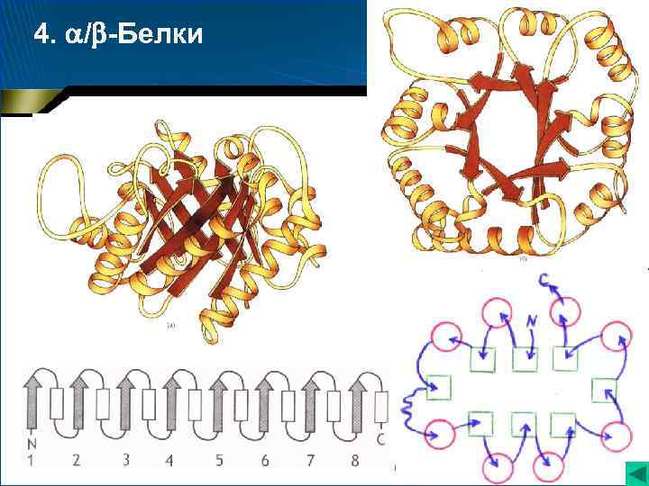 4. / -Белки Триозофосфатизомераза 