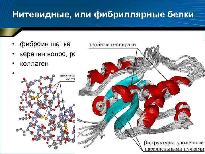 Нитевидные, или фибриллярные белки • • фиброин шелка кератин волос, рогов, копыт коллаген и