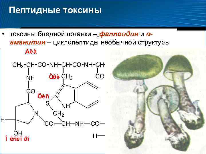 Пептидные токсины • токсины бледной поганки – фаллоидин и аманитин – циклопептиды необычной структуры