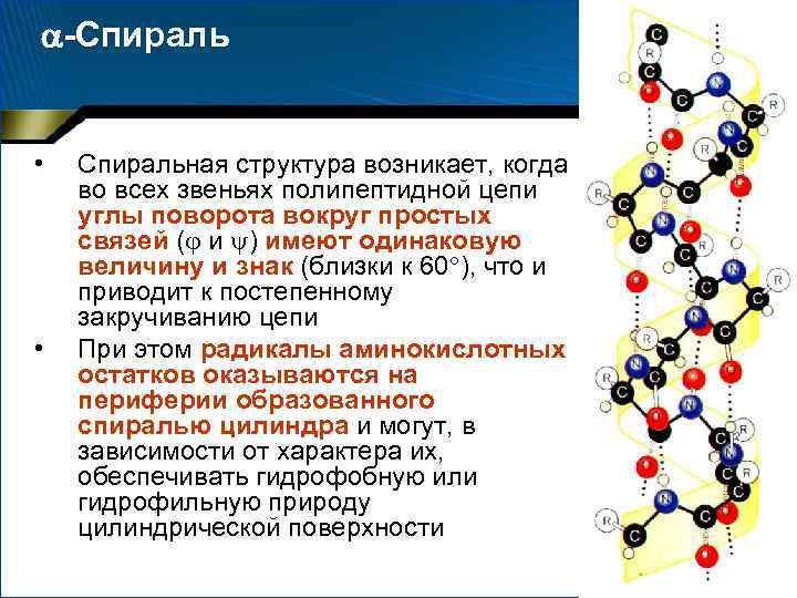 Последовательность полипептидной цепи