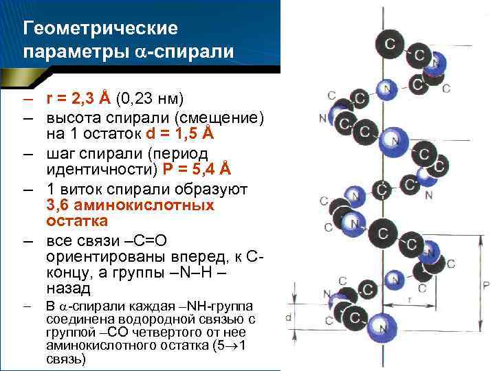 Геометрические параметры -спирали – r = 2, 3 Å (0, 23 нм) – высота