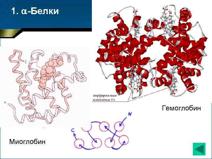 1. -Белки Гемоглобин Миоглобин 