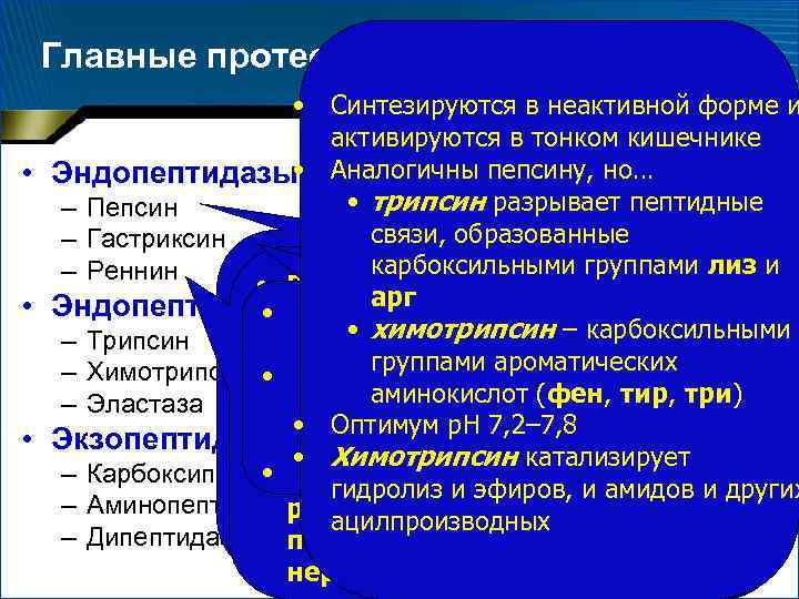 Главные протеолитические ферменты • Синтезируются в неактивной форме и активируются в тонком кишечнике •