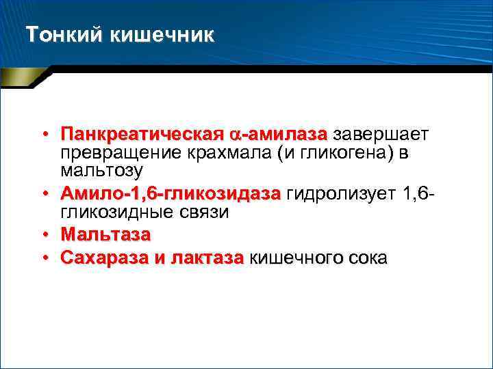 Тонкий кишечник • Панкреатическая -амилаза завершает превращение крахмала (и гликогена) в мальтозу • Амило-1,