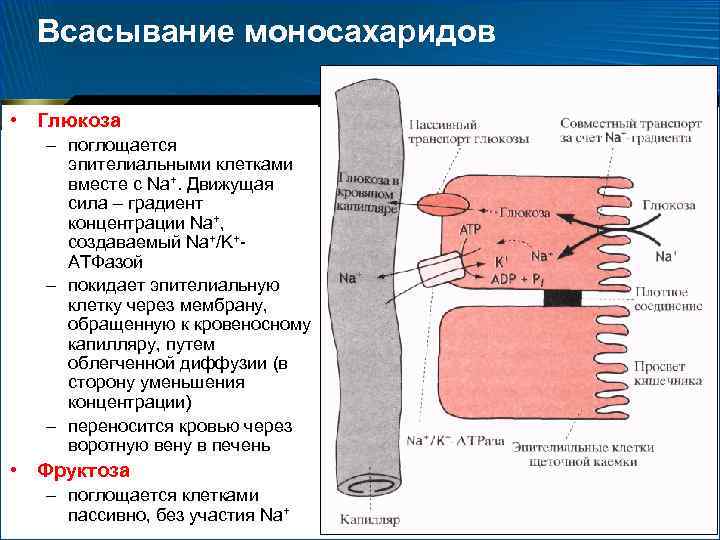 Всасывание моносахаридов • Глюкоза – поглощается эпителиальными клетками вместе с Na+. Движущая сила –