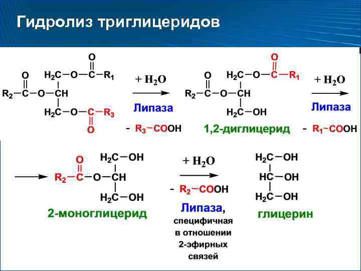 Схема полного расщепления глицерола