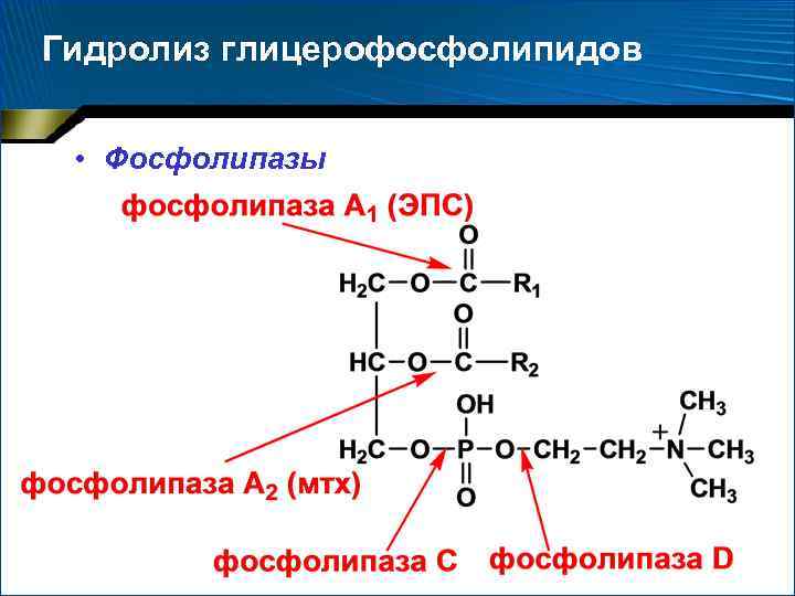 Схема синтеза глицерофосфолипидов