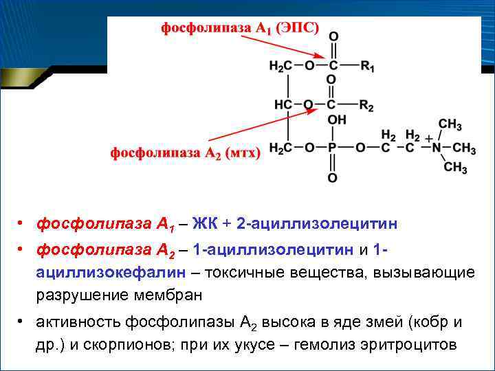  • фосфолипаза А 1 – ЖК + 2 -ациллизолецитин • фосфолипаза А 2