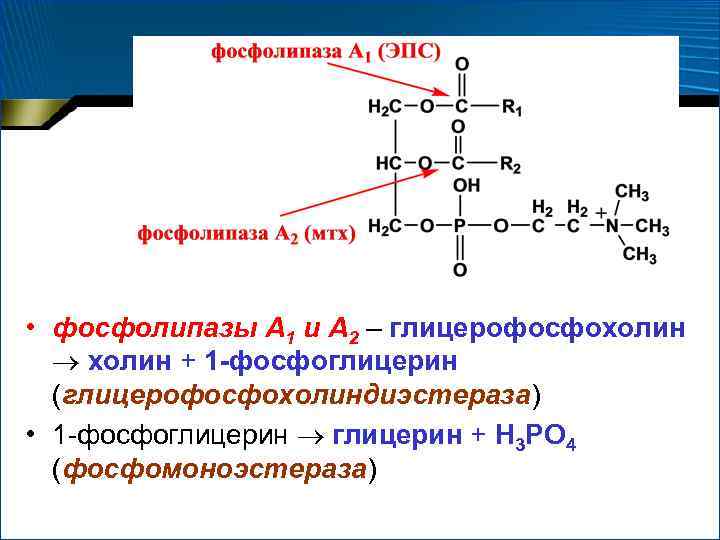 Схема образования фосфатидилхолина