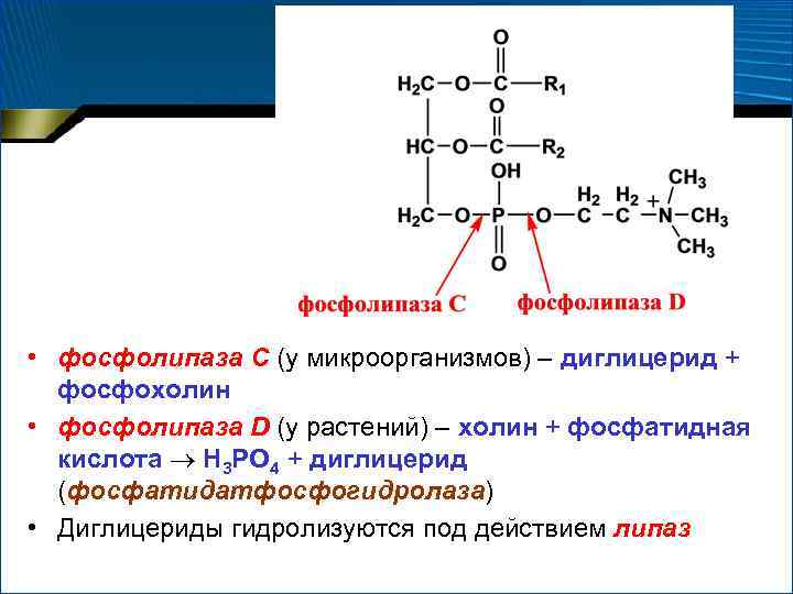 Фосфатидная кислота формула