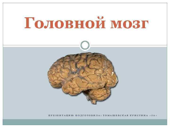 Головной мозг ПРЕЗЕНТАЦИЮ ПОДГОТОВИЛА: ТОМАШЕВСКАЯ КРИСТИНА « 8 А» 