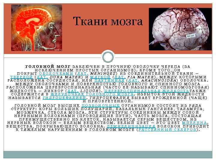 Ткани мозга ГОЛОВНОЙ МОЗГ ЗАКЛЮЧЕН В ПРОЧНУЮ ОБОЛОЧКУ ЧЕРЕПА (ЗА ИСКЛЮЧЕНИЕМ ПРОСТЫХ ОРГАНИЗМОВ). КРОМЕ